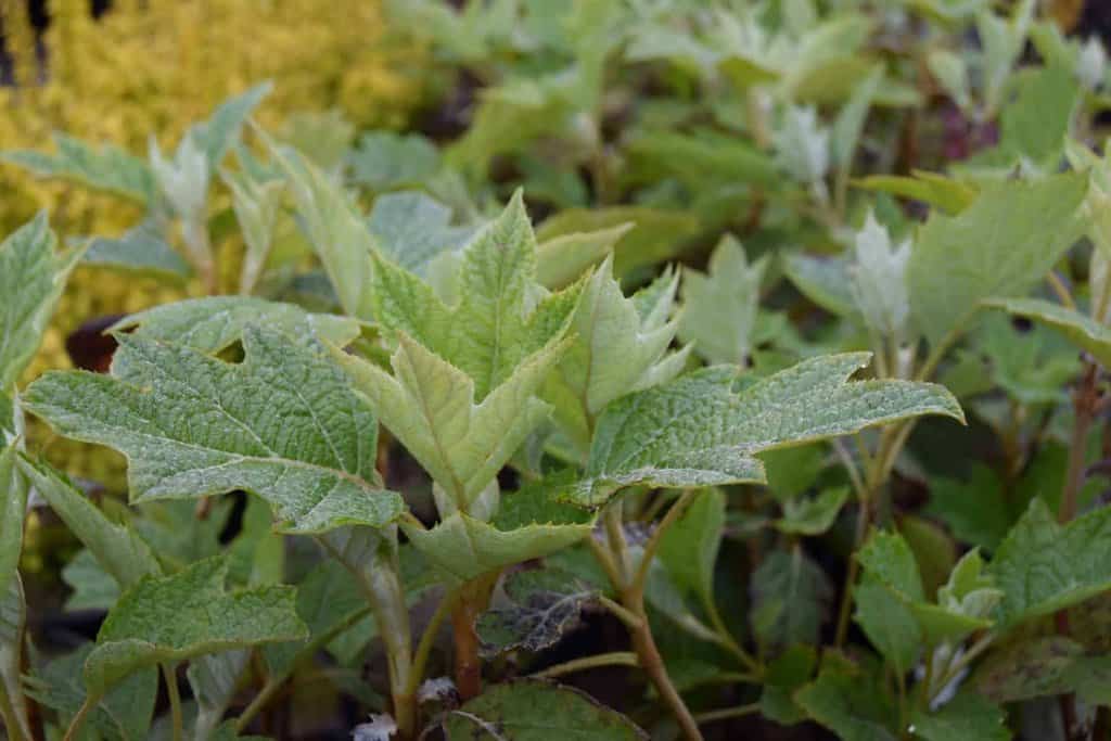 Hydrangea quercifolia 30-40 cm